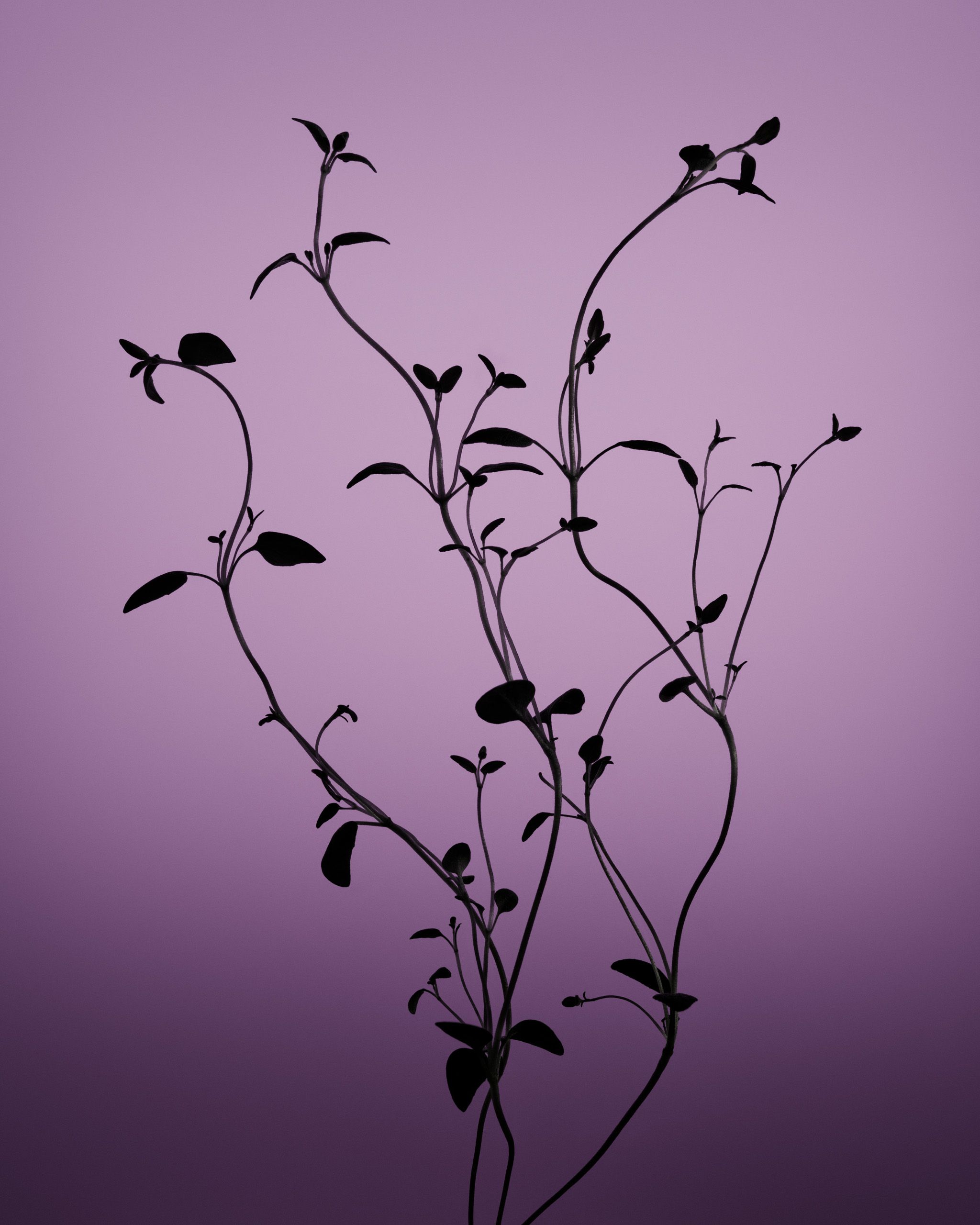 Thyme in front of a purple background